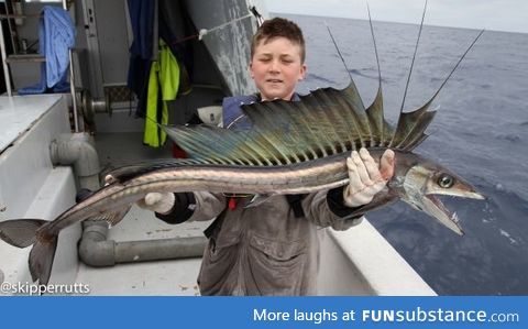 A lancetfish