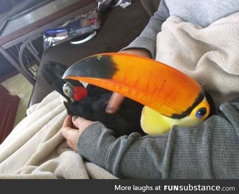 Because cats and owls are too mainstream!