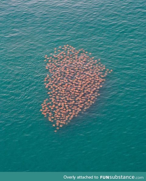 Migrating stingrays
