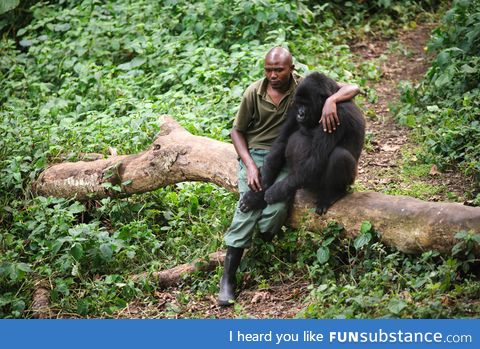 This gorilla had just lost its mother