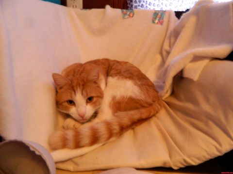 Cat is not thrilled about sharing a bed with his guinea pig pal