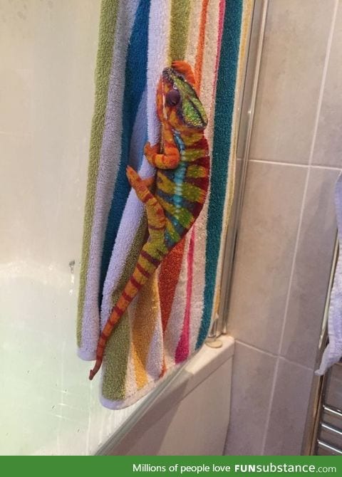 A chameleon!