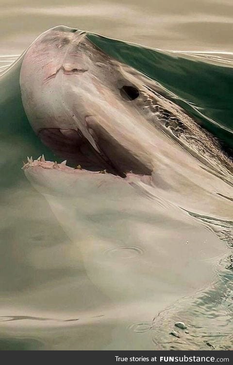 Surface tension shark