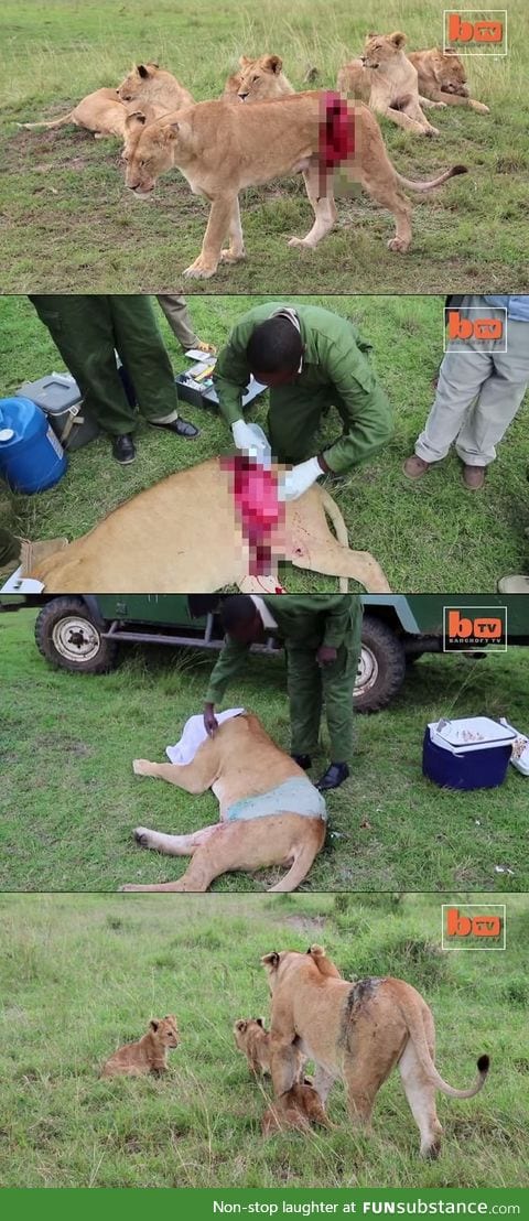 Something warm for your heart. Lioness Siena mother to three tiny cubs