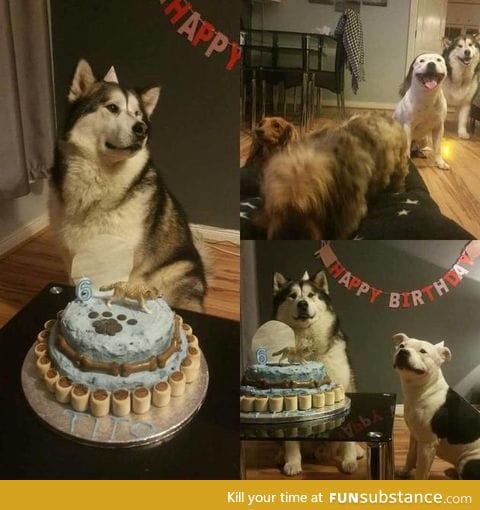 Dog birthday party