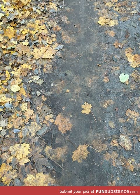 The way the leaves fade into the road