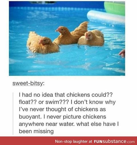chickens.... yeah that's a good title