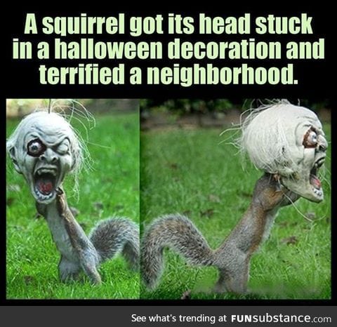 Squirrels are crazy