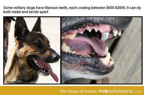 Doggie Grillz
