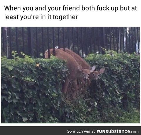 Oh dear