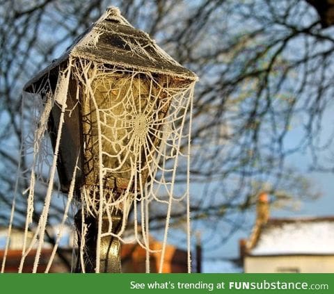 Frosted spider web