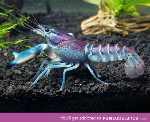 Galactic crayfish