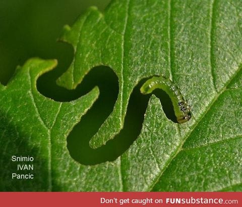 Munching a winding path through a leaf