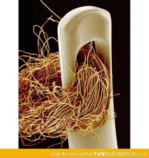 Magnified picture of a threaded needle