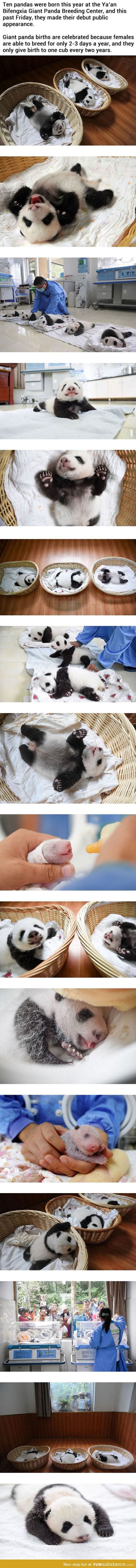 Meanwhile at the chinese panda breeding center