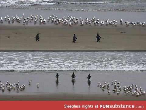 No one messes with these badass penguins
