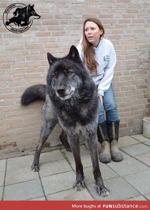 Wolf hybrid