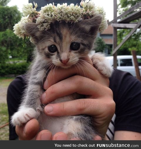 Princess kitten has a crown