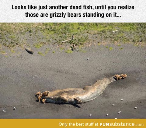 Dead fish