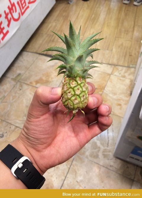 This tiny pineapple