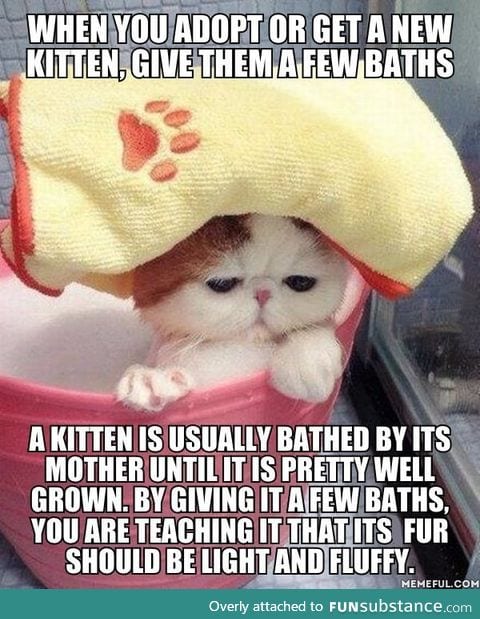 Here's a tip from an experienced cat owner