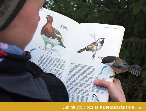 This bird landed on the page about itself