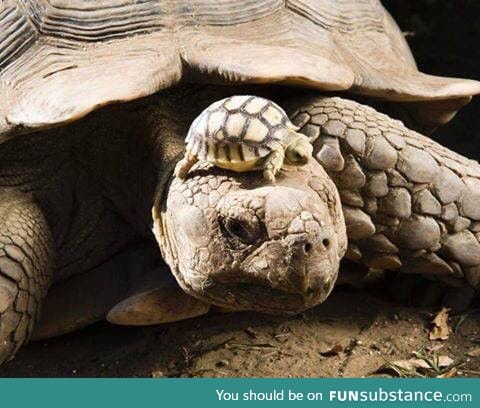 A 140-year-old tortoise wearing her 5-day-old son as a hat