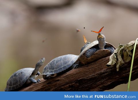 butterflies eat turtle tears