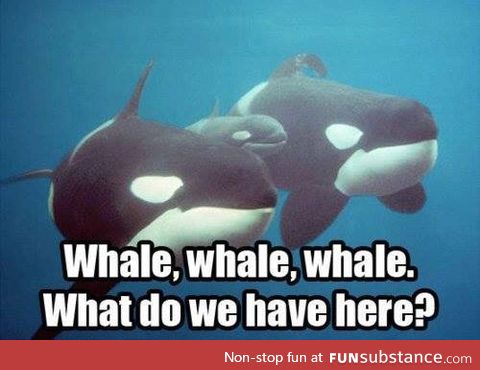 Let us whalecome our new friend