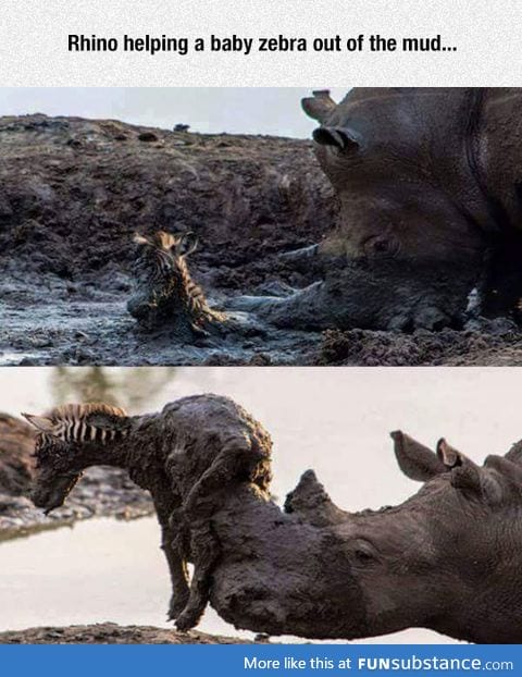 This rhino is awesome