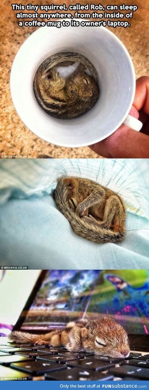 Rob the squirrel
