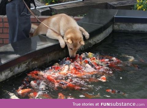 Hello fishes!