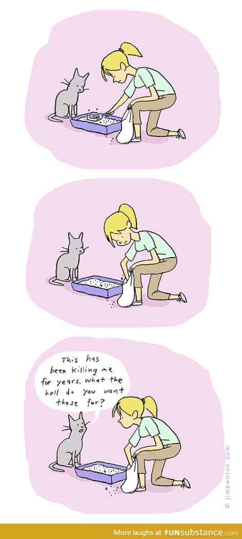 Curious Cat