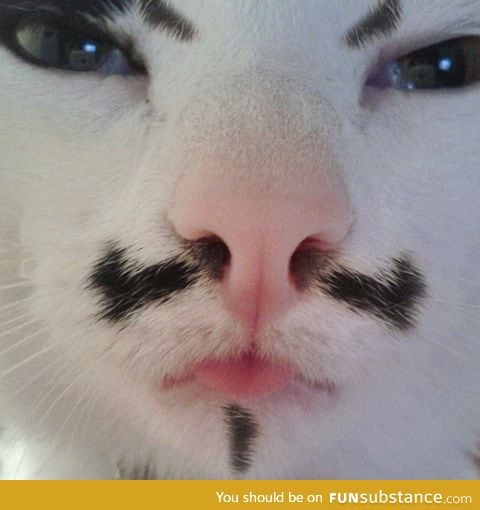 C for Catetta