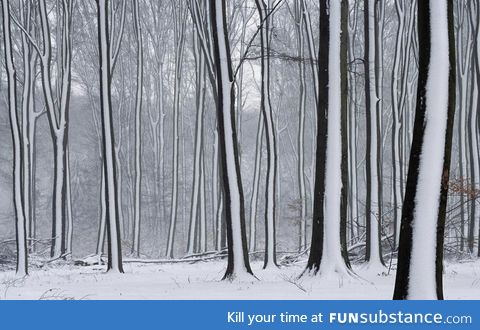 Snow striped forest is awesome