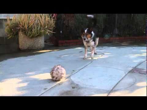 This trained dog is on a whole different level