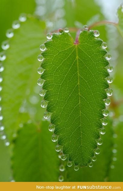 Perfect Dew