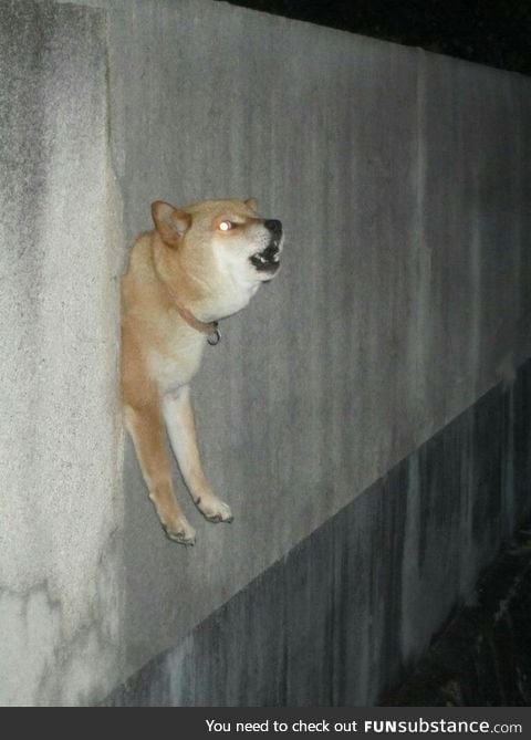 Walldoge