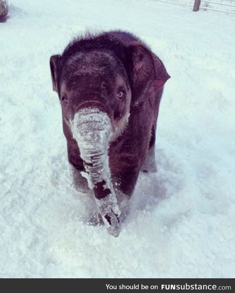 Tiny elephant in the snow