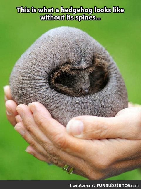 Hedgehog without its spines