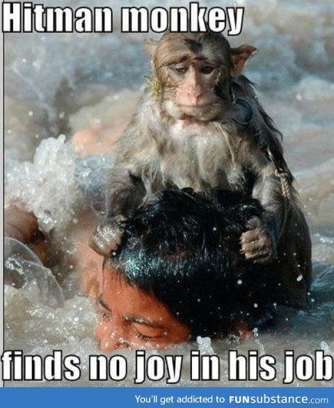 The life of the hitman monkey