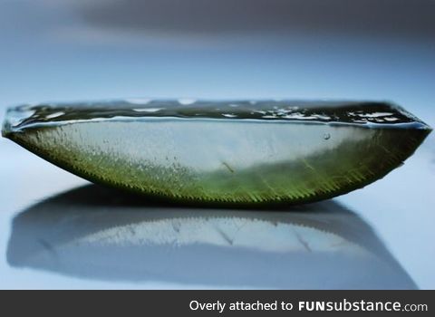 Slice of aloe vera