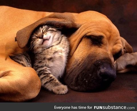 Dog ear blanket