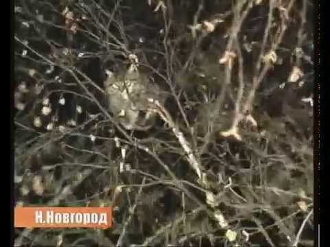 How Russians save cats