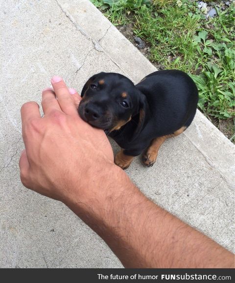 Vicious Rottweiler attack
