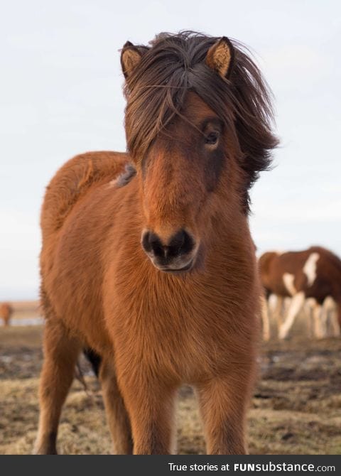 This horse has beautiful hair