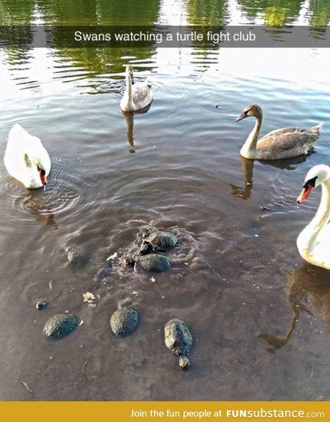 Turtle-fighting ring