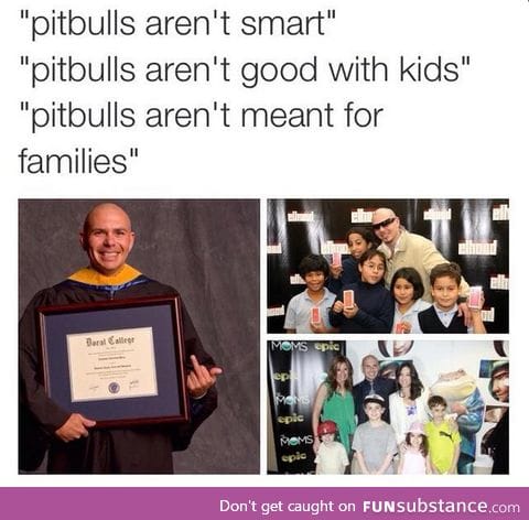 Pitbulls
