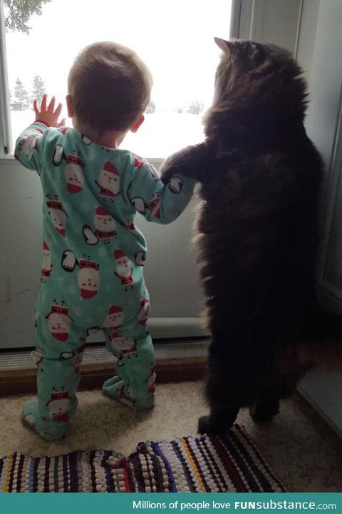 It's dangerous to go alone. Take my paw