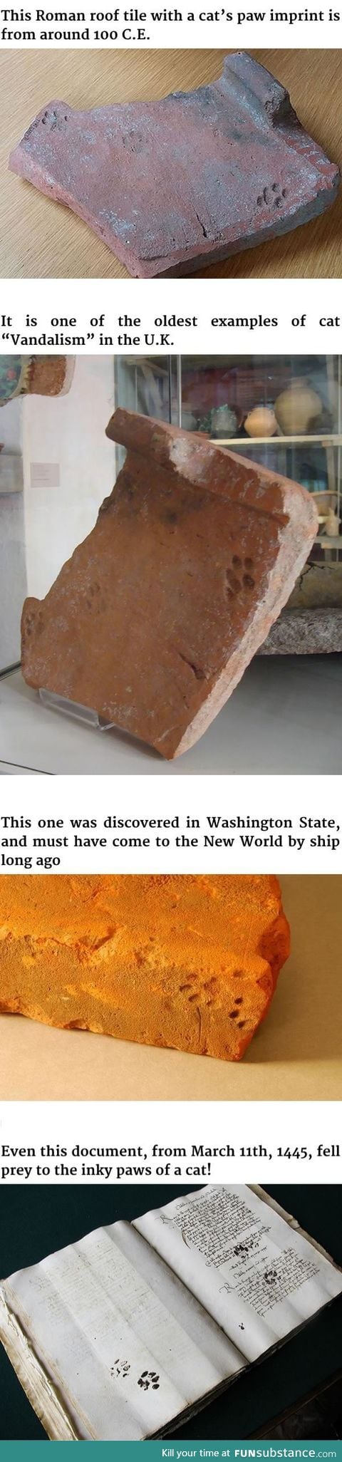 2000-year-old paw print proves cats never cared about your stuff